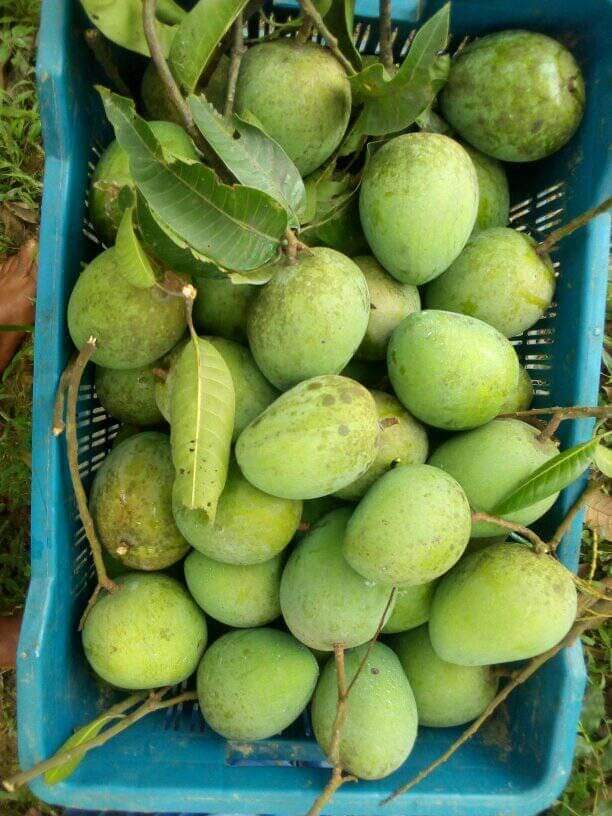 Mango/আম